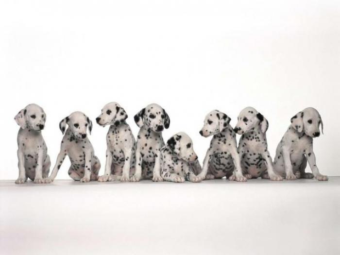 Dogs Wallpaper_ Poze cu Catei 15