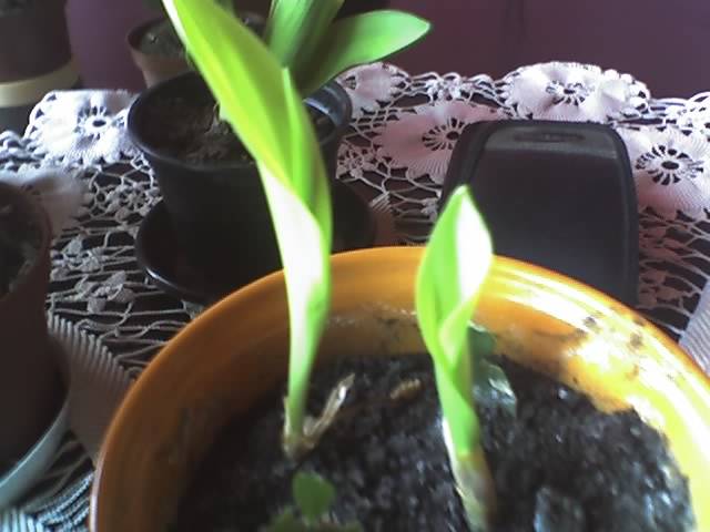 15-03-09_1506; lacrimioare
