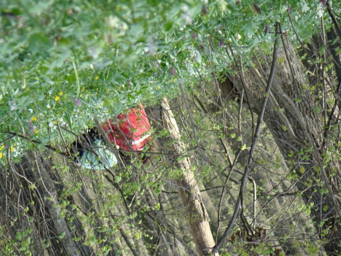 DSC02735 - 2008-03-22 - La padure-Baneasa