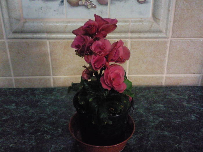 begonia - Plantele mele de interior