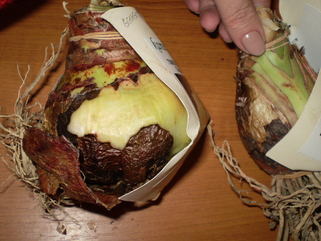 inainte de plantare la 25 oct 2009