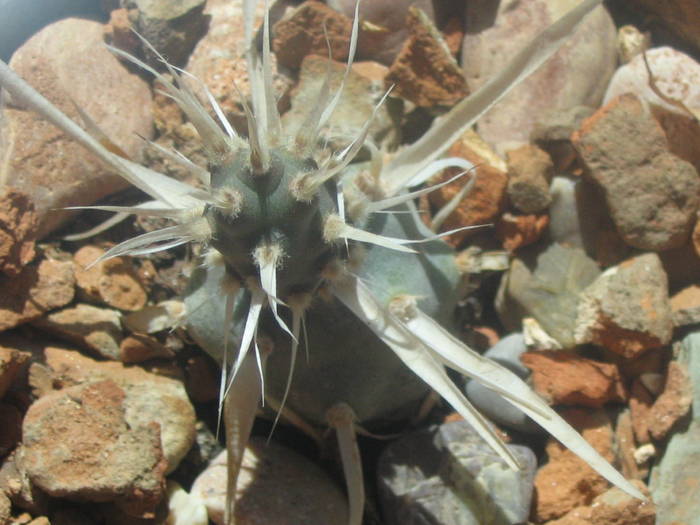 Tephrocactus articulatus var. papyracanthus - iunie 2009 - Cactusi
