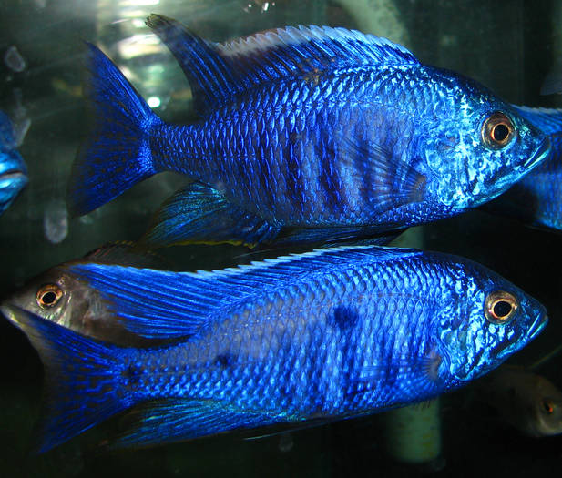 Cop. azureus gro$C3$9F - African Cichlid