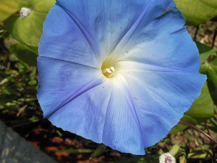 zorele-albastre - plantute de afara