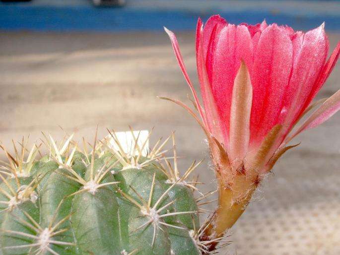 Lobivia maximiliana v. prolifera