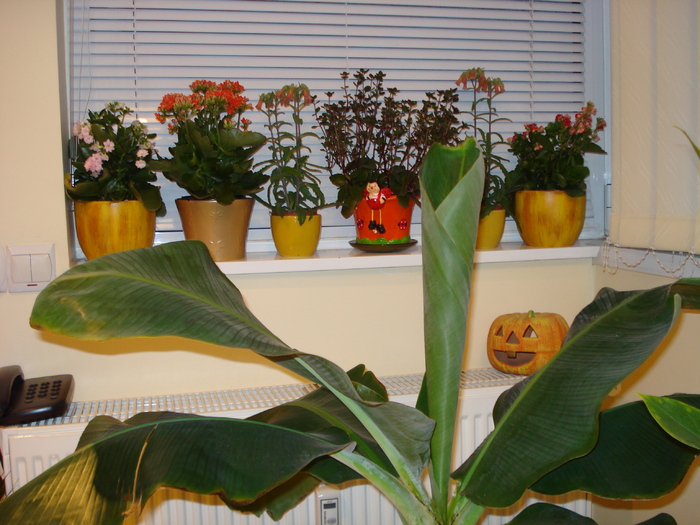 KALANCHOE SI BANAN!!