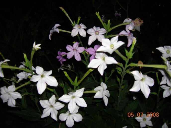 DSCN0709 - flori in iulie