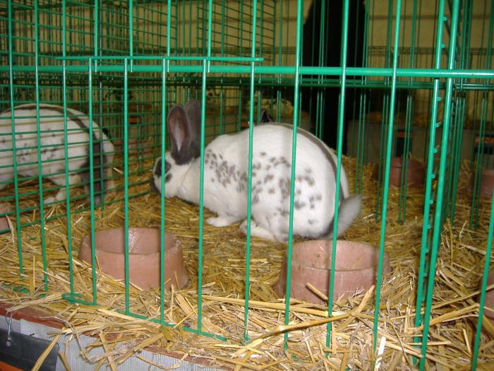 Nitra 06.12.2008 070