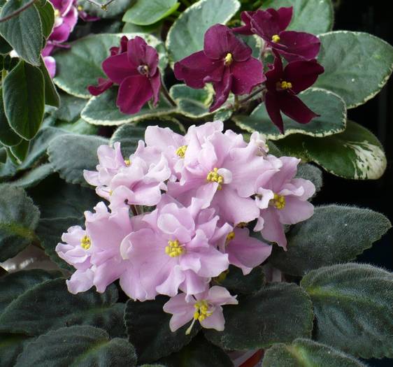 Pow Wow si Rose Marie - Saintpaulia - violete de camera