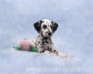 dalmatian-kennel dalmatian-kennel