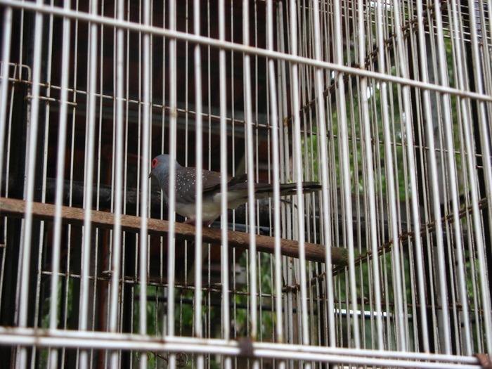 IMG_0240 - 2_1 - Kuala Lumpur Bird Park