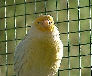 canari%20jaune - canari