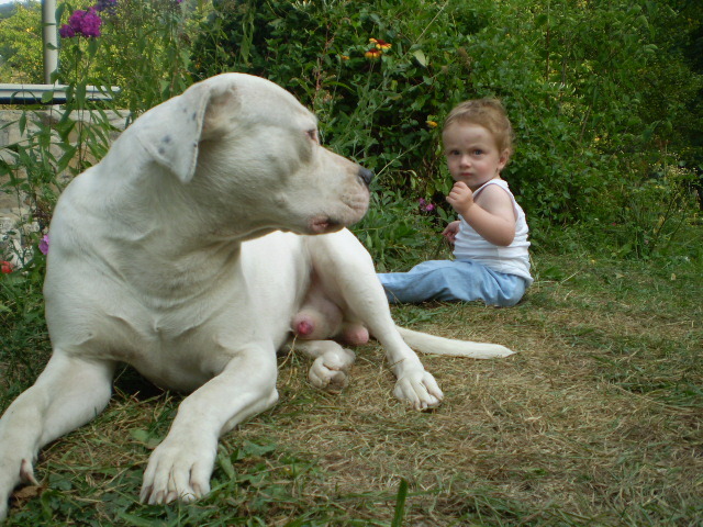 Picture-olympus 741 - dogo argentino