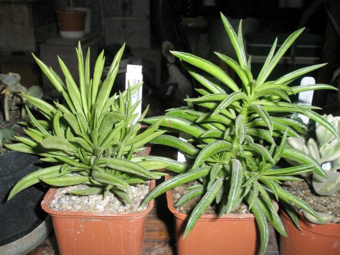 cele doua Peperromii