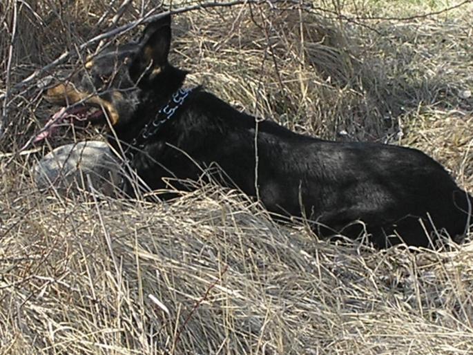 P3040078 - Nero-Rasa Beauceron