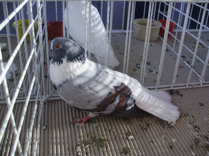 vargat 8