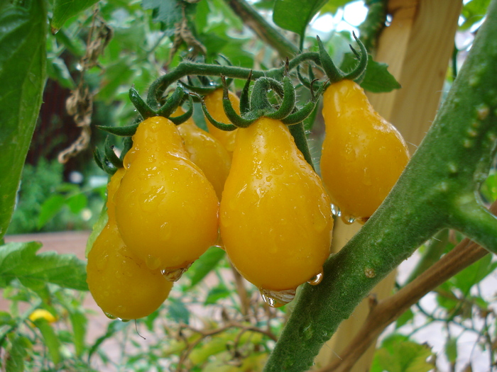 Tomato Yellow Pear (2009, Aug.31) - Tomato Yellow Pear