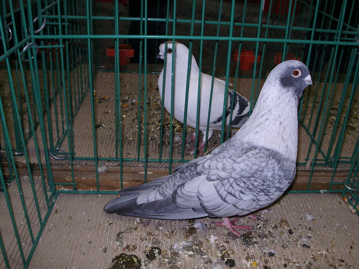 6206 ss 1 - 1507 partea 1b