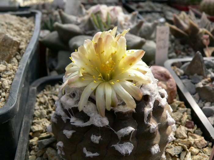 copiapoa_hypogaea_Pan