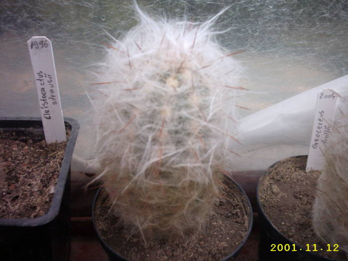 74-Oreocereus trollii - cactusi