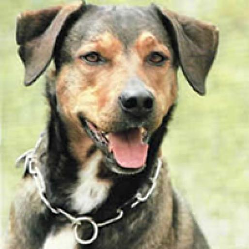 PINSCHER AUSTRIAC CU PAR SCURT - RASE CAINI