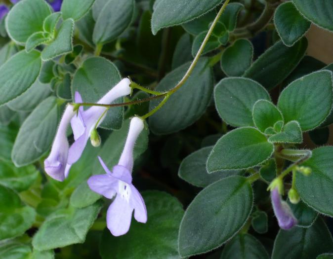 P1080418 - STREPTOCARPUSI