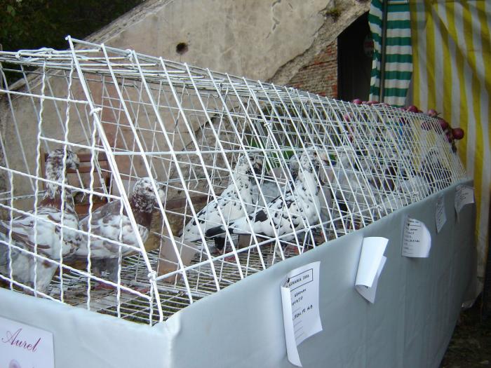 MY PIGEONS, MEINE TAUBEN, MIS PALOMAS, IL MIO COLOMBES, - Expo Agraria 2006 Alba Iulia