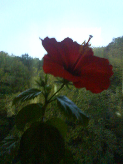 DSC00631 - Hibiscus rosu