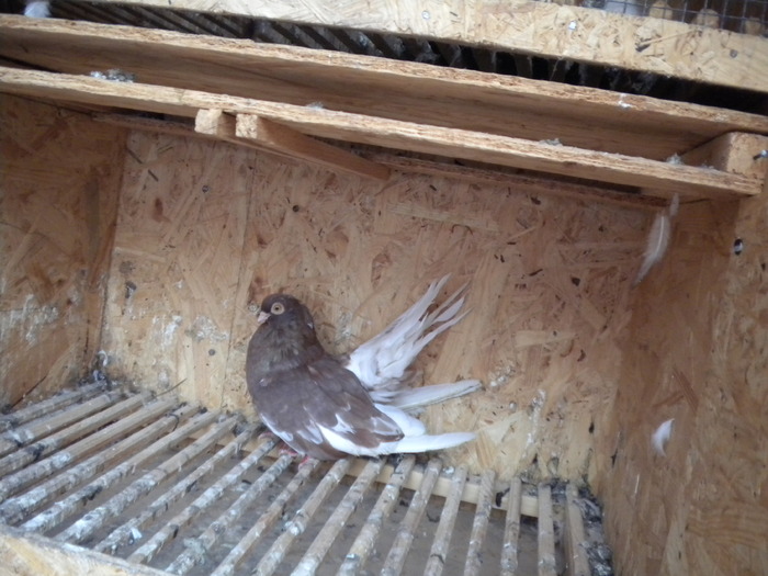 Picture 112 - Raicu 1