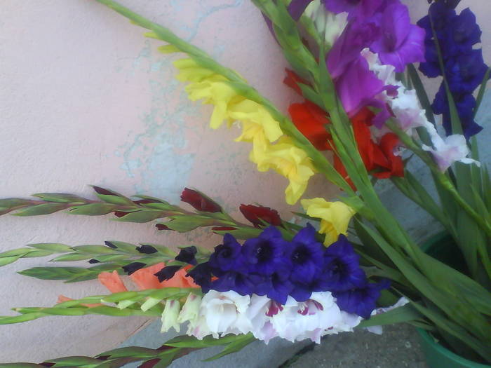 DSC00383 - gladiole 50 culori- bulbii de vanzare