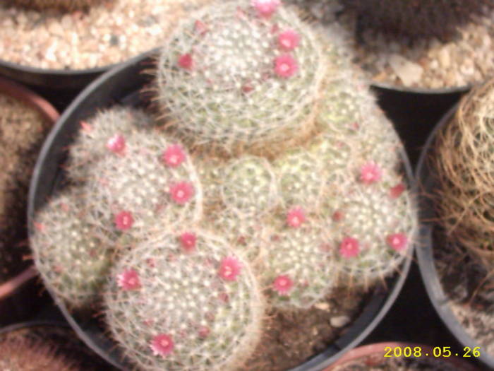 8-Mammillaria aurihamata ? - cactusi