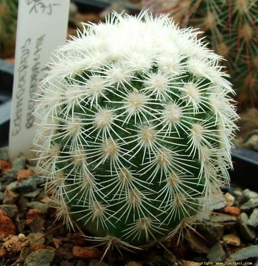 echinocereus_reichenbachii_l1061