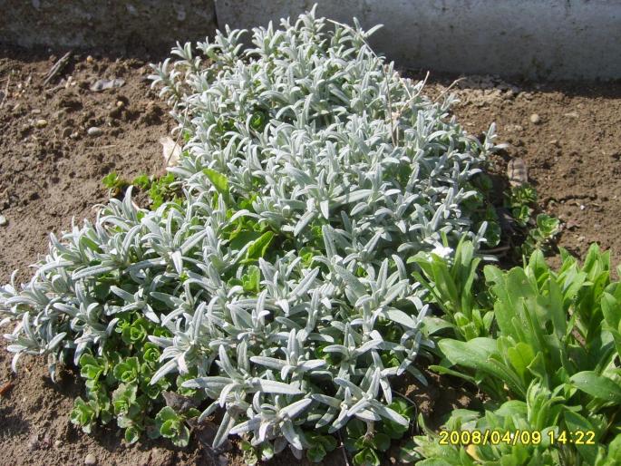 cerastium tomentosum - gradina noua