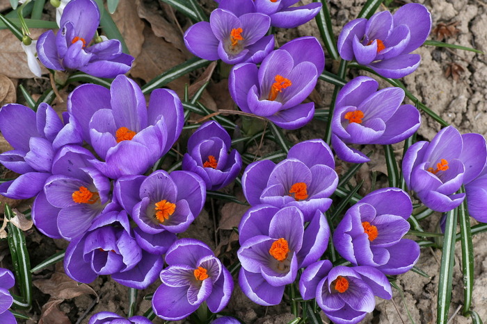 IMG_0958 - zz Crocus