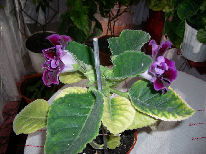 Gloxinie mov dublu - Flori - 2009