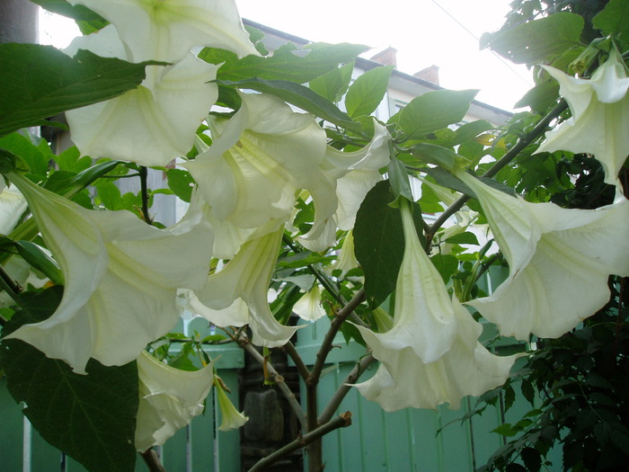 17 SEPT.2009 - BRUGMANSIA-trompeta ingerilor