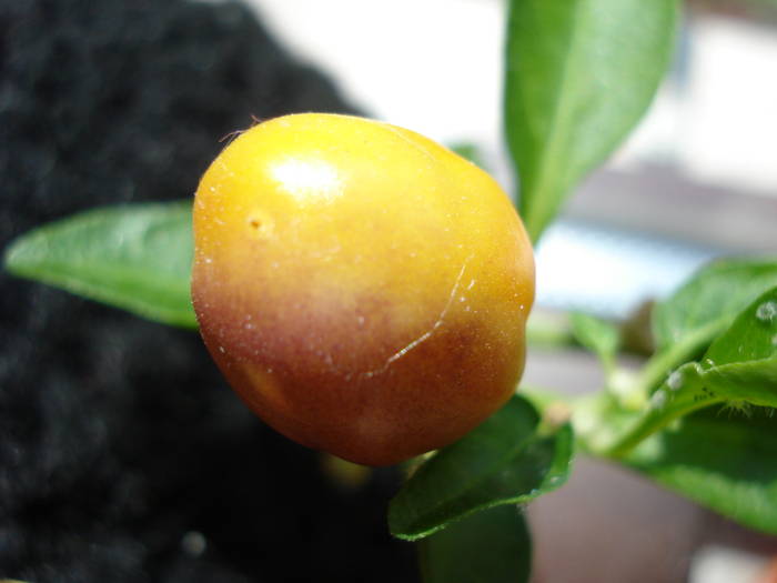 Brazilian Rainbow Pepper (2009, June 01) - Brazilian Rainbow Pepper