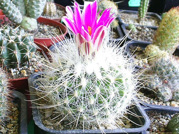 Thelocactus macdowellii