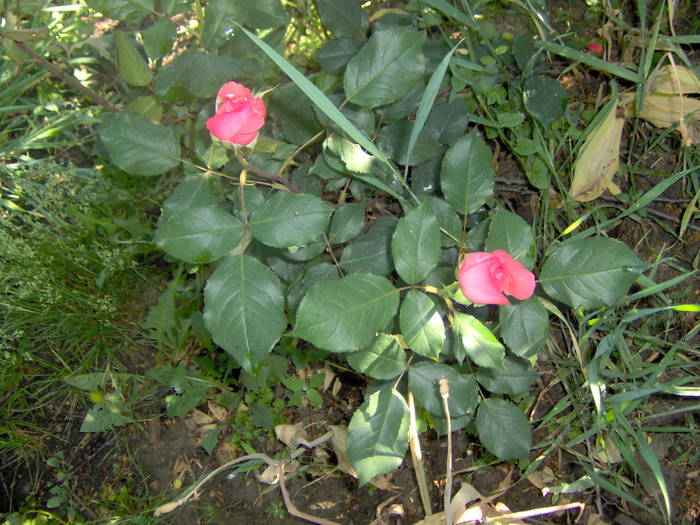 23.05.2009 041 - 23 mai 2009