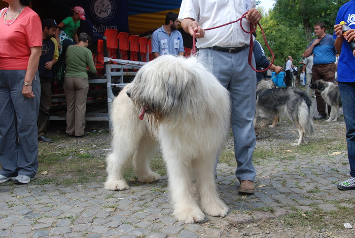 DSC_0209 - Concurs international de frumustete canina 2009 TgMures