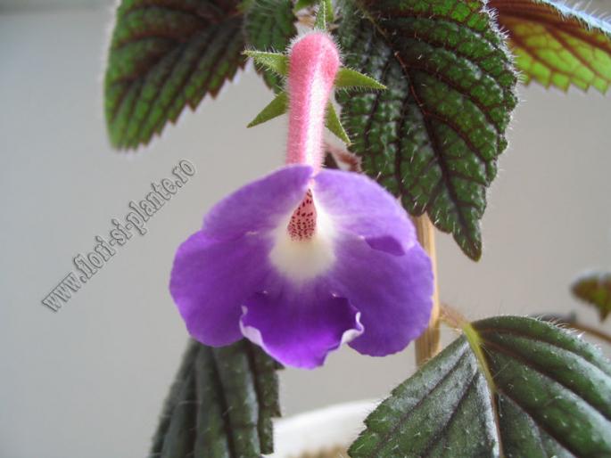 Achimenes Patens major 3 - ACHIMENES I