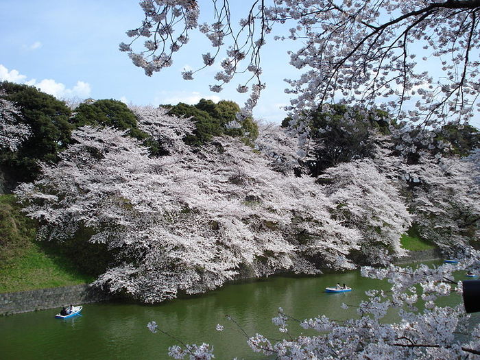 800px-Chidorigafuchi_sakura - Flori de cires