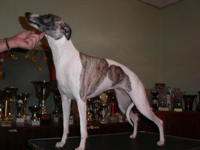 MISSY - WHIPPET Meradith Mala Miss