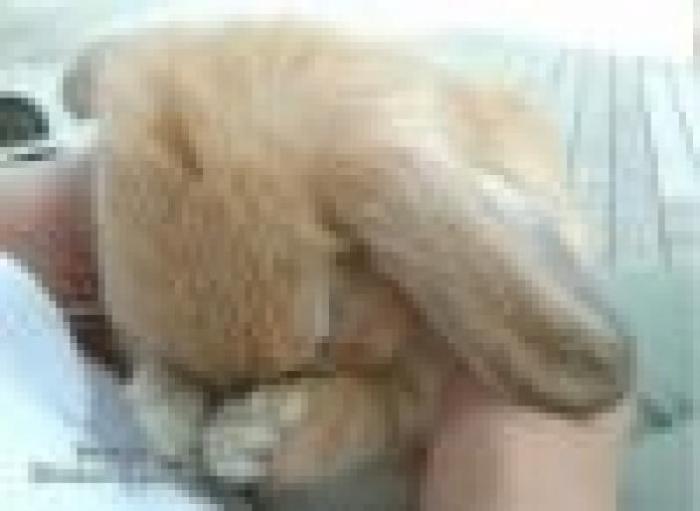 NPDJBVXJCMJMKYXTBIR[1] - poze animale
