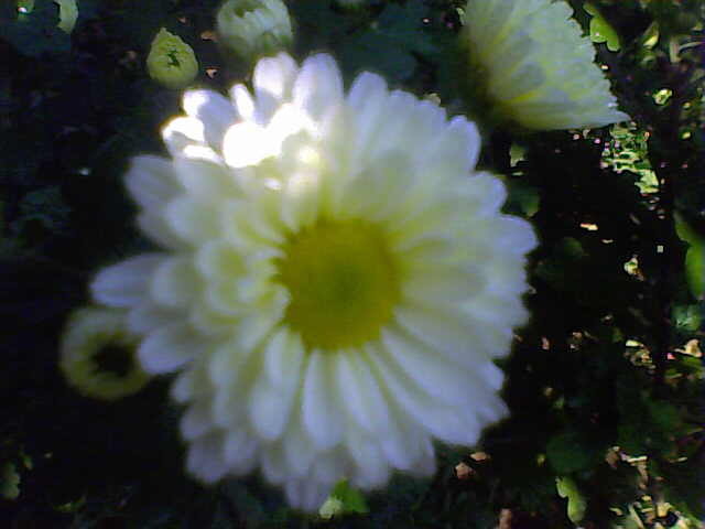 Picture 015 - nu imi mai apartin