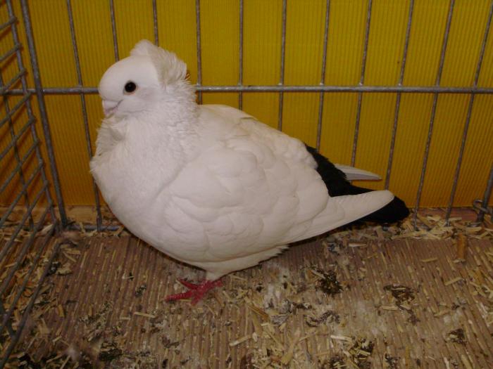 13197 ogo 0 - 1505 partea 6