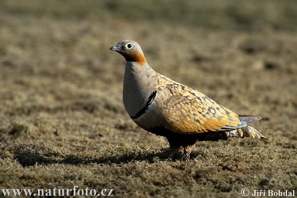 black-bellied-sandgrouse-1805 - PORUMBEI