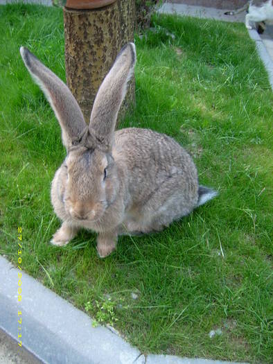 DSCI2251; MAS BELGIAN 2LUNI 2SAPT
