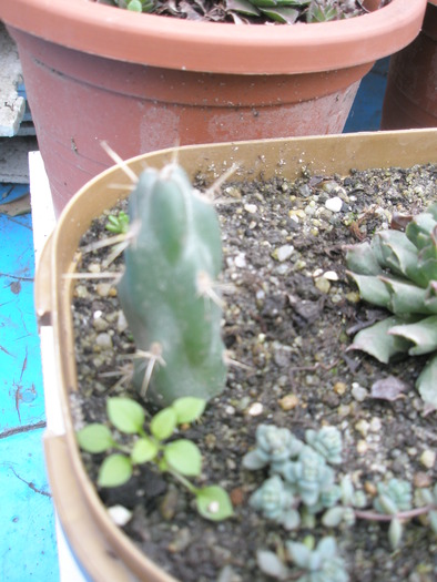 Opuntia imbricata 2