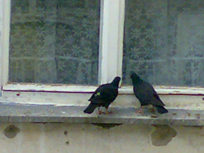Copy (2) of 21052008268 - 18a Constanta 1